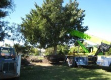 Kwikfynd Tree Management Services
greencreek